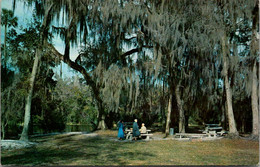 Florida Ocala National Forest Alexander Springs Recreation Area Shell Mound Picnic Area 1965 - Ocala