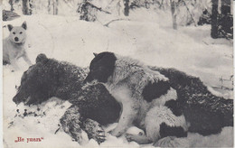 Russia Postcard Bear, Dogs In The Arctic Ca Archangelsk 29.05.1913. (RR154A) - Faune Arctique