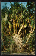 301u * PANDANUS UTILIS * EDISON GARDENS * FORT MYERS * FOTO **!! - Fort Myers