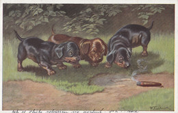 Wally Fialkowska - Dachshund Dog Puppies & Cigar 1929 - Fialkowska, Wally