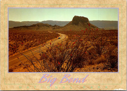 Texas Big Bend National Park Blooming Ocotillo Cactus - Big Bend