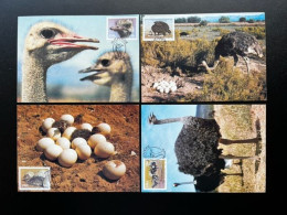 SOUTH WEST AFRICA SWA 1985 OSTRICHES SET OF 4 MAXIMUM CARDS - Straussen- Und Laufvögel