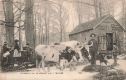 Etats Unis - Gathering Sap In Vermont Maple Orchard - 1978 - Américan Art Post Card Co - Carte Postale Ancienne - Autres & Non Classés