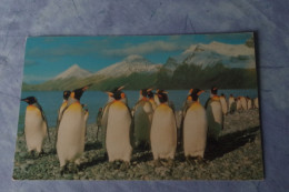 5-782 Carte  British Antarctic Survey Card BAT King Penguin South Georgia  Pingouin Manchoit Royal No TAAF FAAT - Faune Antarctique