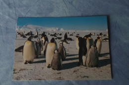 5-786 Carte TAAF FAAT Terre Adélie Land Photo Robert Guillard EPF Pointe Géologie Penguin Pinguoin Manchot Empereur - Faune Antarctique