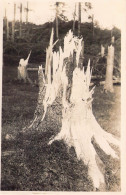 ARBRE ARRACHE - Suisse  - Carte Postale Ancienne - Arbres