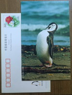 China 2000 Antarctic Penguin Postal Stationery Card #10 - Faune Antarctique