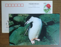 Chinstrap Penguin(Pygoscelis Antarctica),China 2000 Antarctic Penguin Postal Stationery Card #6 - Faune Antarctique