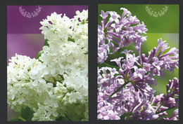 2007  Lilacs - Lilas  - Set Of 2 Cards - 1953-.... Règne D'Elizabeth II