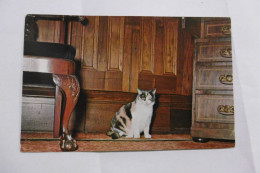 Ashland - Gypsy - The Cat Who Lives - Home Of Henry Clay Lexington ' Kentucky - Sonstige & Ohne Zuordnung