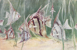 Animaux - Poisson - Ilustrateur C.T.Howard - Angel Fish - Aquarium Zoologie Gardens - Carte Postale Ancienne - Poissons Et Crustacés