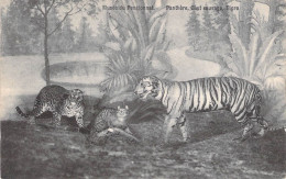 Animaux - Tigre - Musée Du Pensionnat - Pantère Chat Sauvage Tigre - Edit. E. Douniau  - Carte Postale Ancienne - Tiger
