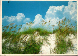 Florida Panama City Beach Sand Dunes And Sea Oates - Panama City