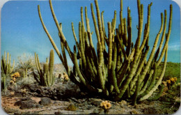 Organ Pipe Cactus - Cactusses