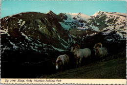 Colorado Rocky Mountain National Park Big Horn Sheep 1977 - Rocky Mountains