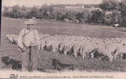 EPINAY Sous SENART Par Brunoy Ferme Marienval Les Moutons Au Pâturage (1913) - Epinay Sous Senart