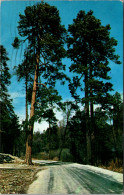 Arizona Big Pines On Mount Lemmon Near Tucson 1966 - Tucson