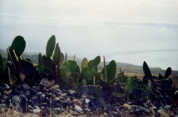 Postcard Size Photograph  Of Cactus On Steep Ground, La Gomera Island ,Canary Islands,1991 - Cactusses