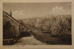 Tiel (Gld.)  De Betuwe In Bloei 1929 - Tiel