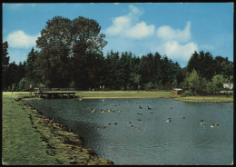 (B3150) AK Neumünster In Schleswig-Holstein, Tierpark, Teich Im Brutgebiet - Neumuenster