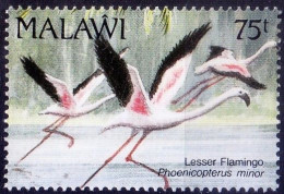 Lesser Flamingo, Water Birds, Malawi 1992 MNH - Flamants