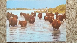 CPSM CHEVAL GARDIAN LA CAMARGUE PAYS DE CIEL BLEU ET DE MIRAGES MANADE DE TAUREAUX ED DE RANCE 1982 - Stiere