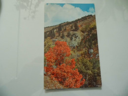 Cartolina "AUTUMN COLORS ON LITTLE SHEEP CREAK IN EASTERN IDAHO, BONEVILLE COUNTY" - Sonstige & Ohne Zuordnung