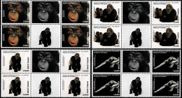 SIERRA LEONE 2016 Mi 8008-8011 NATIONAL GEOGRAPHIC GORILLAS & MONKEYS 4 X MINT BLOCK OF 4 STAMPS ** - Gorilles