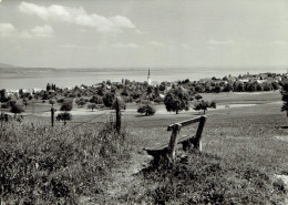 SCHERZINGEN Und MÜNSTERLINGEN Am Bodensee - Photo Véritable - Münsterlingen