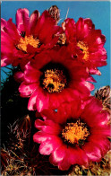 Blooming Fendler Hedgehog Cactus - Cactusses