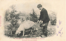 Souillac * Propriété Raymond FUMAT , Récolte De La Truffe Du Périgord * Cochon Pig * Villageois - Souillac