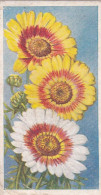 8 Chrysanthemum  - Annuals 1939 - Godfrey Phillips Cigarette Card - Original - Phillips / BDV