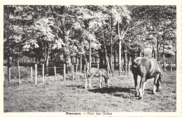 BELGIQUE - Nassogne - Parc Des Goffes - Carte Postale Ancienne - Other & Unclassified