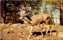 Canada Kamloops Wildlife Park Deer - Kamloops