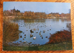 Villars Les Dombes (Ain) - Parc Ornithologique Départemental De La Dombes - Canards, Oies, Poules D'Eau -CPSM GF - Villars-les-Dombes