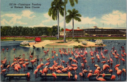 Florida Miami Flamingos Feeding At Hialeah Race Course Curteich - Miami