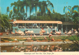 Postcard United States > CA - California > San Diego Zoo Flamingos - San Diego