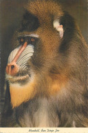 Postcard United States > CA - California > San Diego Zoo Mandrill - San Diego