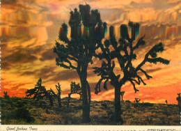 Postcard United States AZ - Arizona > Phoenix Giant Joshua Trees - Phönix