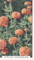 7 African Marigolds  - Garden Flowers 1938 - Gallaher Cigarette Card - Original - - Gallaher