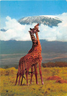 ANIMAUX - GIRAFE - AFRICAN WILD LIVE - KENYA - Girafes