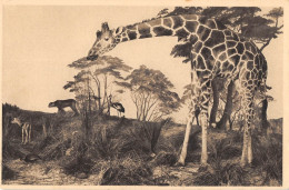 ANIMAUX - GIRAFE - GALERIES DU DUC D'ORLEANS - Girafes