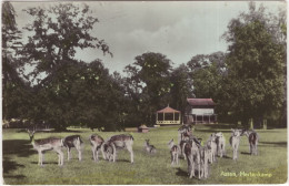 Assen, Hertenkamp - (Drenthe, Nederland/Holland) - 1958 - Assen