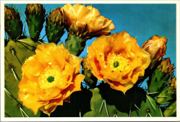 Prickly Pear Cactus Blossoms - Cactus