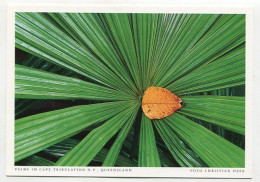 AK 131538 AUSTRALIA - Queensland - Palme Im Cape Tribulation N. P. - Andere & Zonder Classificatie