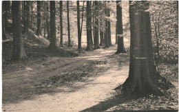 CPA Carte Postale  Belgique Bruxelles Auderghem Forêt De Soignes  Sentier  De La Sourdine  VM67157 - Forêts, Parcs, Jardins