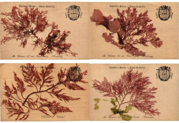 SEA PLANTS ALGUES NATURELLES, HANDMADE, FRANCE, 17 Vintage Postcards (L6230) - Colecciones Y Lotes