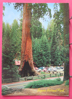 USA - California - Sequoia National Park - R/verso - Kings Canyon