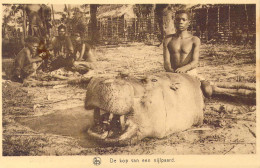 CONGO - De Kop Van Een Nijlpaard - Carte Postale Ancienne - Autres & Non Classés