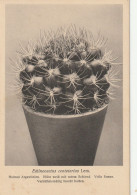 TH3225  --   CACTUS  -- - Cactus